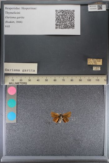 Media type: image;   Entomology 204000